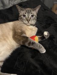 Lost Female Cat last seen San Mateo and headingly, Albuquerque, NM 87110