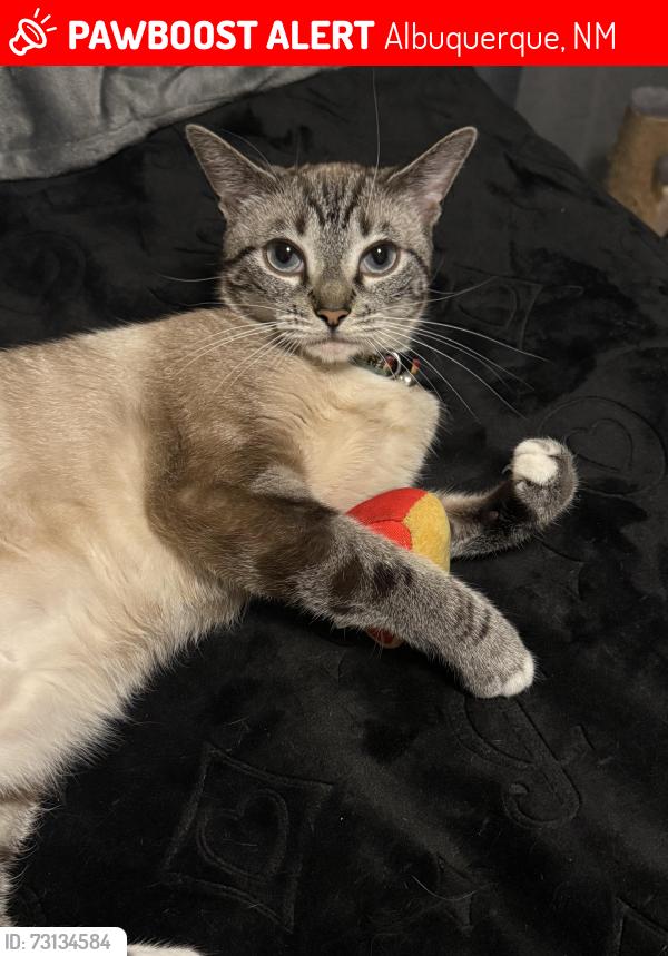 Lost Female Cat last seen San Mateo and headingly, Albuquerque, NM 87110