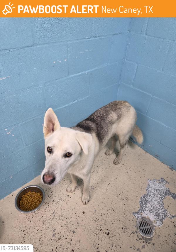 Found/Stray Male Dog last seen Us highway 59, near Valley Ranch shopping center, New Caney, TX 77357