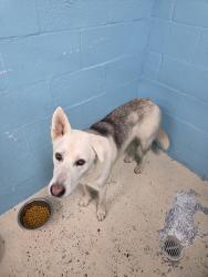 Found/Stray Male Dog last seen Us highway 59, near Valley Ranch shopping center, New Caney, TX 77357