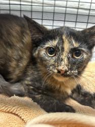 Shelter Stray Unknown Cat last seen Near Fleta Lane, Knox County ASO, TN, 3201 Division St, Knoxville, TN 37919, USA