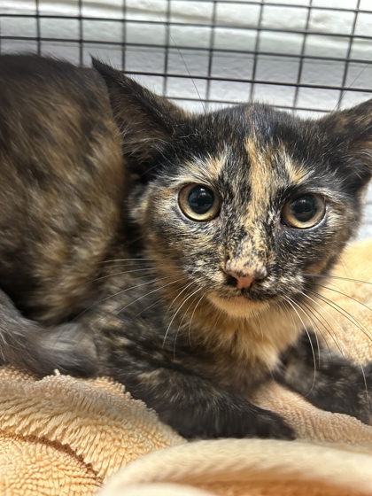 Shelter Stray Unknown Cat last seen Near Fleta Lane, Knox County ASO, TN, 3201 Division St, Knoxville, TN 37919, USA