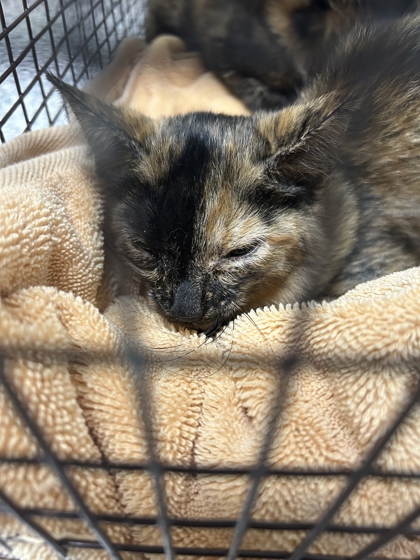 Shelter Stray Unknown Cat last seen Near Fleta Lane, Knox County ASO, TN, 3201 Division St, Knoxville, TN 37919, USA