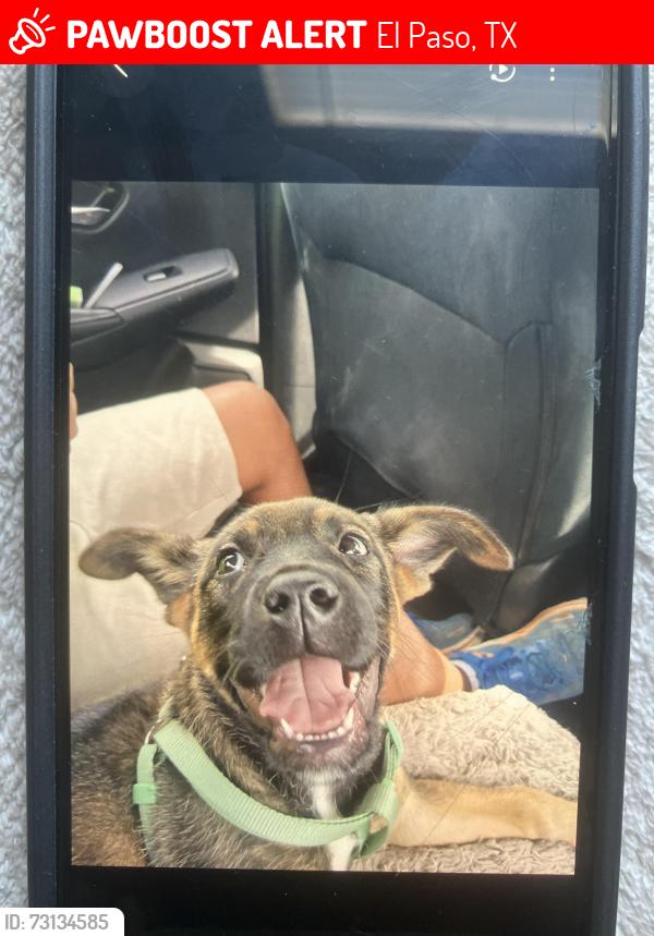 Lost Female Dog last seen Diana drive and dyer, El Paso, TX 79924