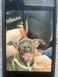 Lost Female Dog last seen Diana drive and dyer, El Paso, TX 79924
