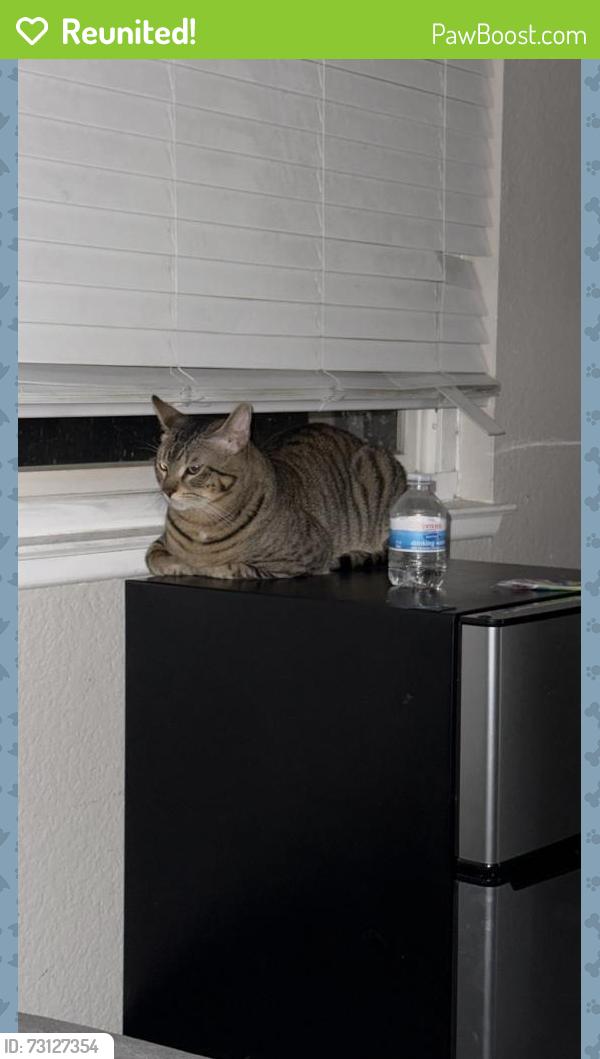 Reunited Male Cat last seen Near east g st, Ontario, CA 91764