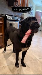 Reunited Female Dog last seen Running down Louetta between Spring Cypress and Telge Rd., Cypress, TX 77429