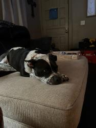 Lost Female Dog last seen Nw 12th and Villa, Oklahoma City, OK 73107