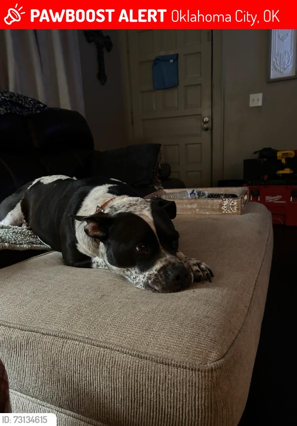 Lost Female Dog last seen Nw 12th and Villa, Oklahoma City, OK 73107