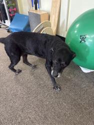 Reunited Female Dog last seen First Settlement Physical Therapy, Saint Albans, WV 25177