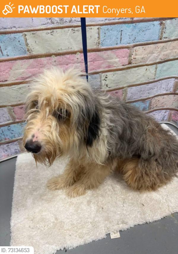 Found/Stray Unknown Dog last seen Located at Rockdale County Animal Service, 1506 Rockbridge Road, Conyers, GA 30012, Conyers, GA 30012