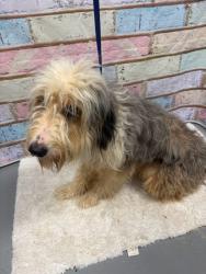 Found/Stray Unknown Dog last seen Located at Rockdale County Animal Service, 1506 Rockbridge Road, Conyers, GA 30012, Conyers, GA 30012