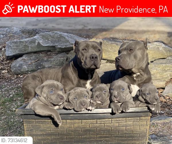 Lost Female Dog last seen Mt Airy Rd, New Providence, PA 17560