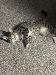Found/Stray Unknown Cat last seen Reisterstown plaza, Baltimore, MD 21215