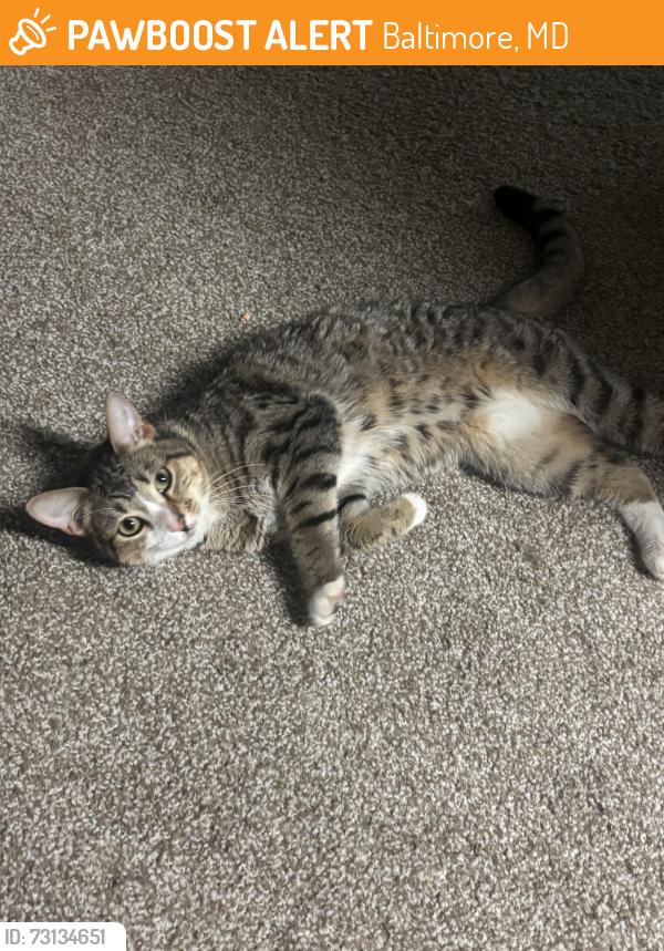 Found/Stray Unknown Cat last seen Reisterstown plaza, Baltimore, MD 21215
