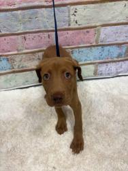 Found/Stray Unknown Dog last seen Located at Rockdale County Animal Service, 1506 Rockbridge Road, Conyers, GA 30012, Conyers, GA 30012