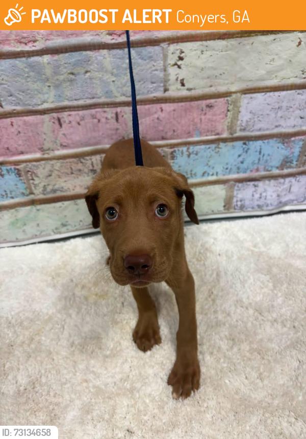 Found/Stray Unknown Dog last seen Located at Rockdale County Animal Service, 1506 Rockbridge Road, Conyers, GA 30012, Conyers, GA 30012