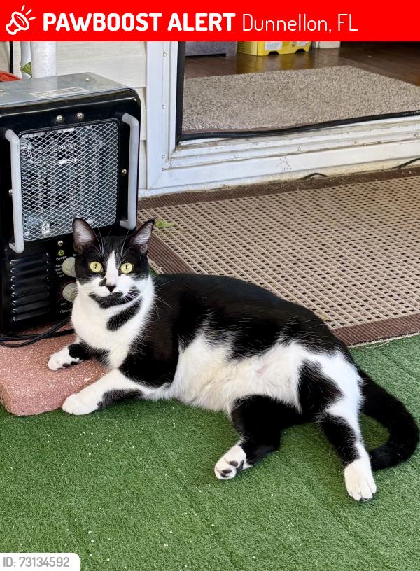 Lost Female Cat last seen Angus meat market, Dunnellon Rd, Dunnellon, FL 34433