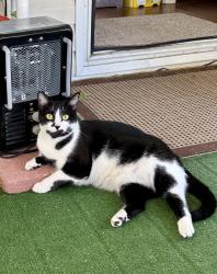 Lost Female Cat last seen Angus meat market, Dunnellon Rd, Dunnellon, FL 34433