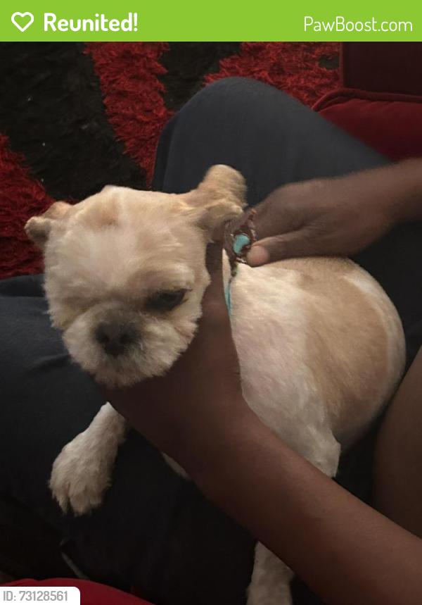 Reunited Female Dog last seen Major and burkholder, Henderson, NV 89015