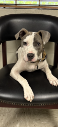 Reunited Male Dog last seen Burmaster, Columbia, SC 29229