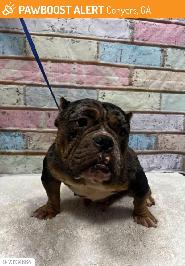 Found/Stray Female Dog last seen Located at Rockdale County Animal Service, 1506 Rockbridge Road, Conyers, GA 30012, Conyers, GA 30012