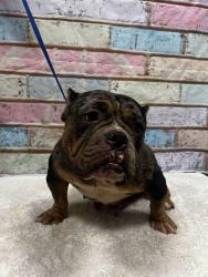 Found/Stray Female Dog last seen Located at Rockdale County Animal Service, 1506 Rockbridge Road, Conyers, GA 30012, Conyers, GA 30012