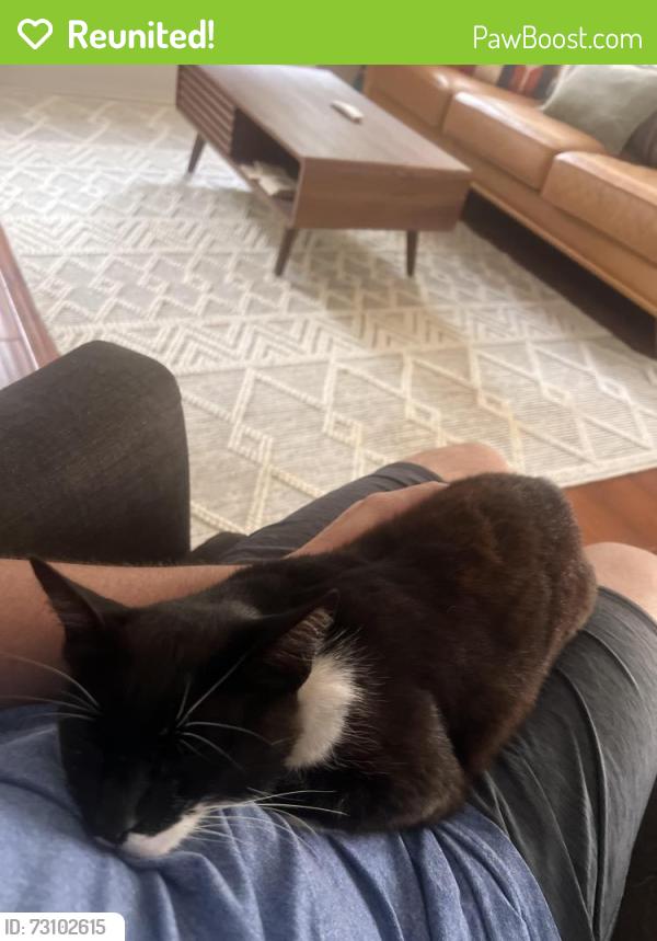 Reunited Female Cat last seen Bodega Highway, Sebastopol, CA 95472