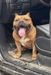 Reunited Male Dog last seen Kuykendall and settlers way, Bryan, TX 77802