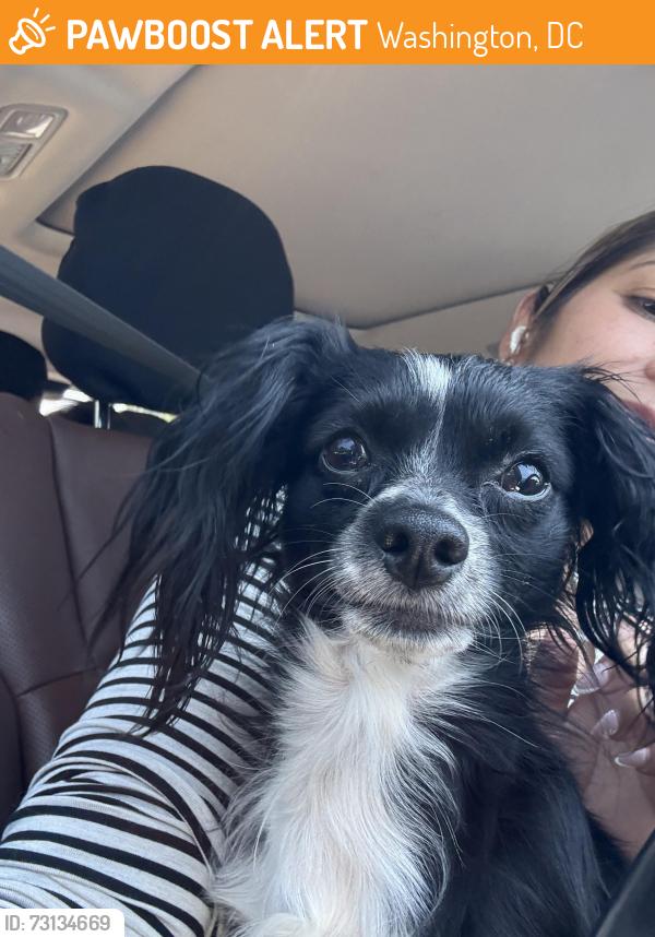 Found/Stray Male Dog last seen Family dollar Michigan av, Washington, DC 20017