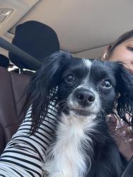 Found/Stray Male Dog last seen Family dollar Michigan av, Washington, DC 20017