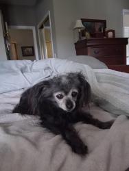 Reunited Female Dog last seen Arnold Lane and Fisher rd, Winter Springs, FL 32708