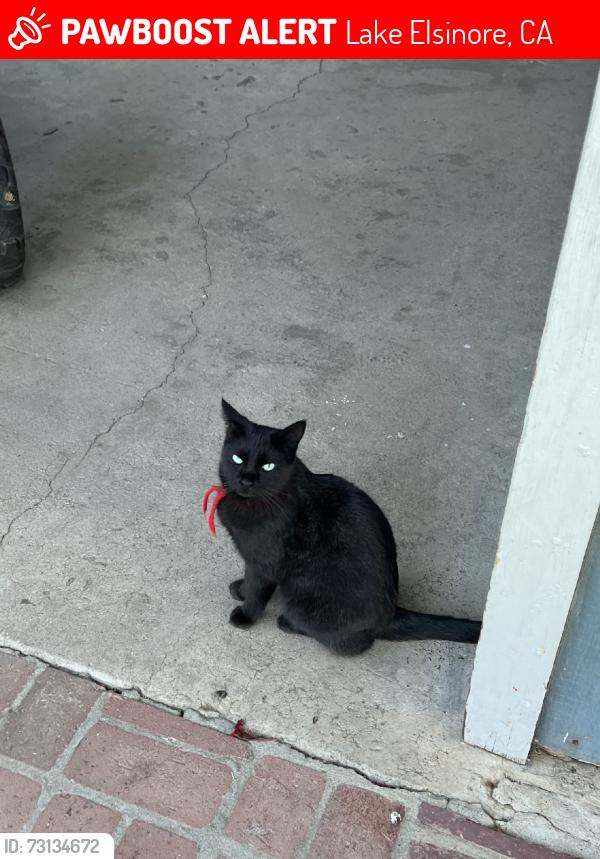 Lost Female Cat last seen Animal hosp, Lake Elsinore, CA 92532