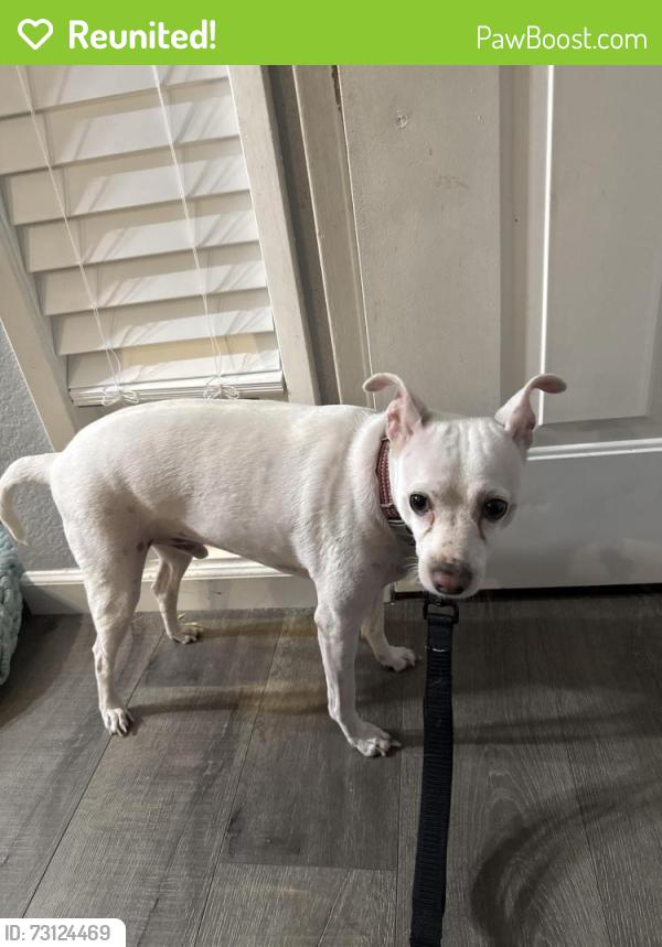 Reunited Male Dog last seen Havenside and Gloria, Sacramento, CA 95831