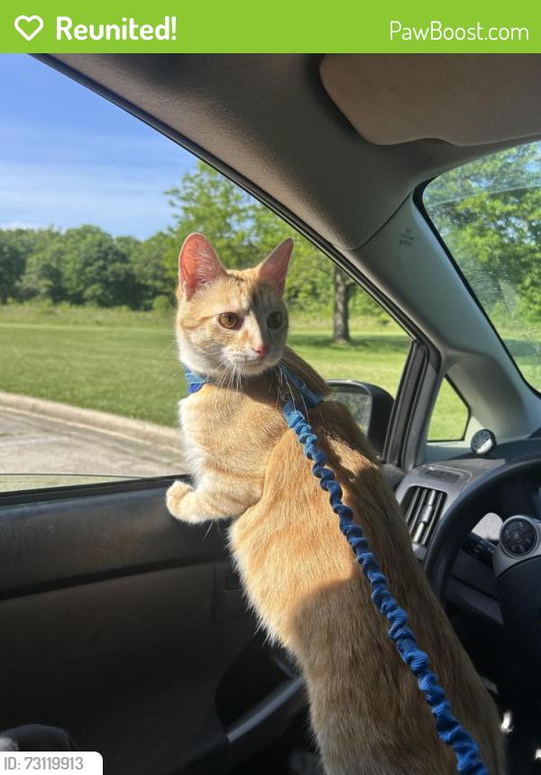 Reunited Male Cat last seen Howard St and N Nottingham Ave, Niles, IL 60714