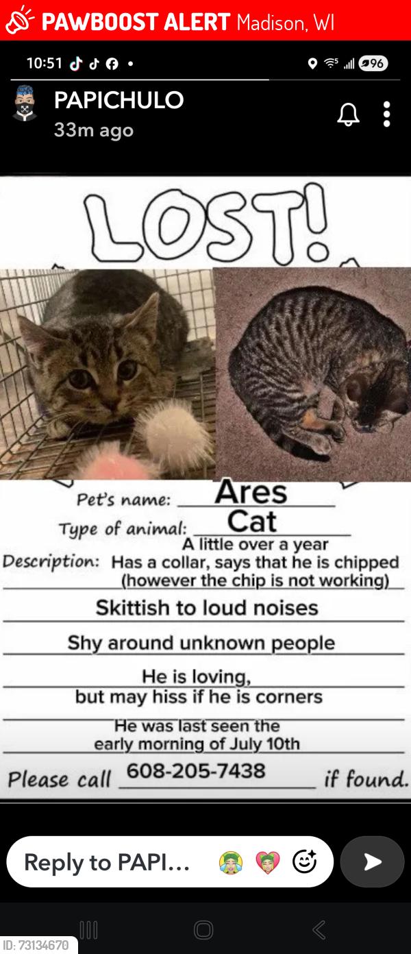 Lost Male Cat last seen Scott lane and Tennyson lane, Madison, WI 53704