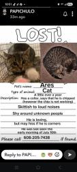 Lost Male Cat last seen Scott lane and Tennyson lane, Madison, WI 53704