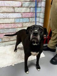 Reunited Female Dog last seen Located at Rockdale County Animal Service, 1506 Rockbridge Road, Conyers, GA 30012, Conyers, GA 30012