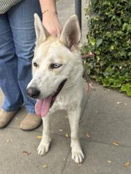 Found/Stray Female Dog last seen 20th and B st Bakersfield, Bakersfield, CA 93301