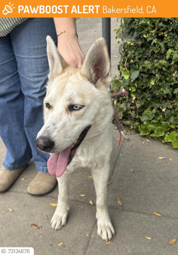 Found/Stray Female Dog last seen 20th and B st Bakersfield, Bakersfield, CA 93301