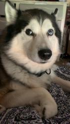Lost Male Dog last seen Near the south gate neighborhood, Bossier City, LA 71112