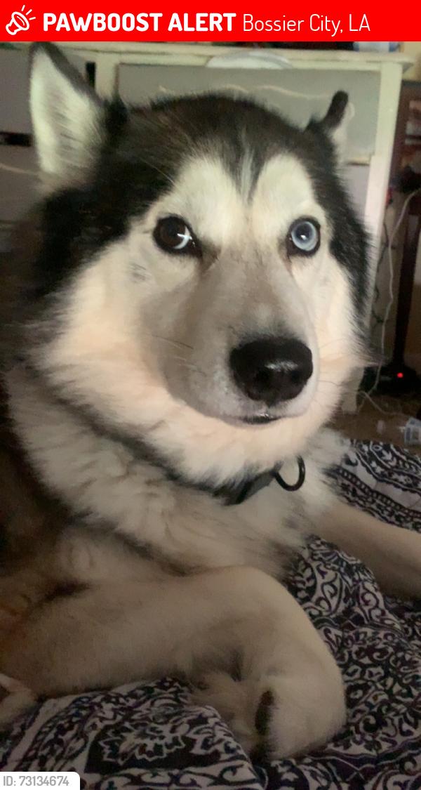 Lost Male Dog last seen Near the south gate neighborhood, Bossier City, LA 71112