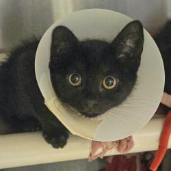 Shelter Stray Female Cat last seen Near Williams Street, SAN LEANDRO, CA, 94577, 8323 Baldwin St, Oakland, CA 94621, USA