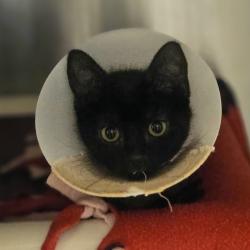 Shelter Stray Female Cat last seen Near Williams Street, SAN LEANDRO, CA, 94577, 8323 Baldwin St, Oakland, CA 94621, USA