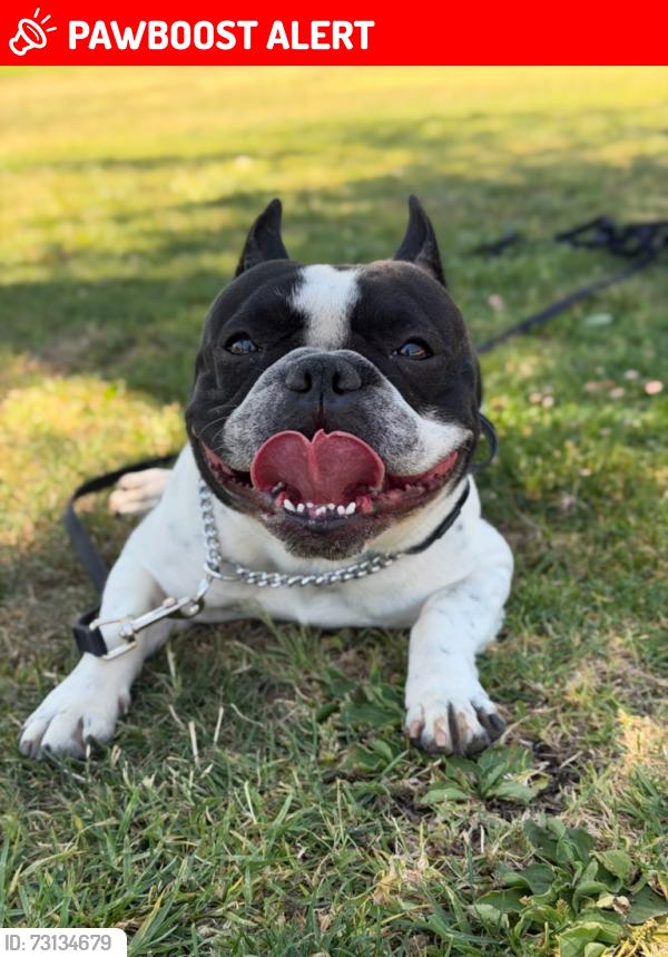 Lost Male Dog last seen Colima & Halliburton, Hacienda Heights, CA 91745