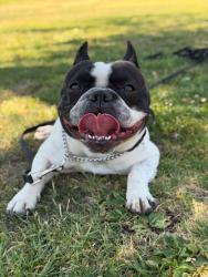 Lost Male Dog last seen Colima & Halliburton, Hacienda Heights, CA 91745