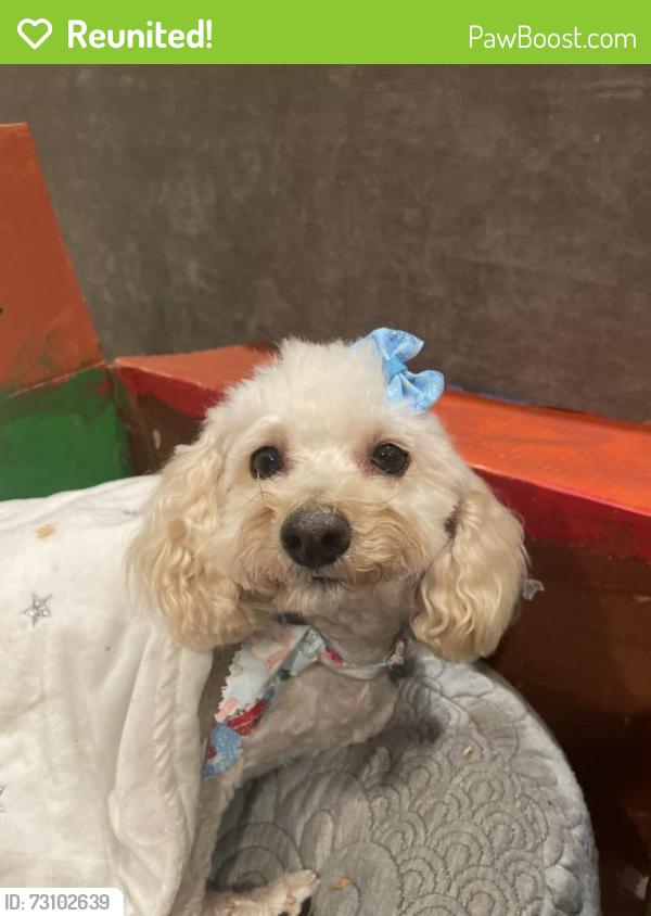 Reunited Female Dog last seen Summerhill, Lake Elsinore, CA 92532