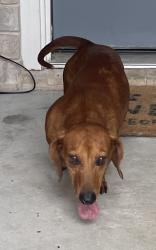 Reunited Male Dog last seen Kuykendall and Settlers Way, Bryan, TX 77802
