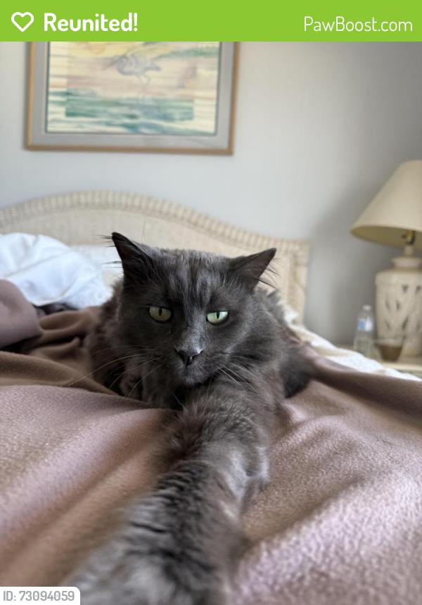 Reunited Male Cat last seen Near Deer Ave Panama City florida, Panama City, FL 32401