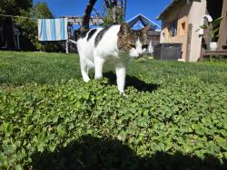Lost Female Cat last seen Relax Inn & Suites, El Cajon, CA 92020